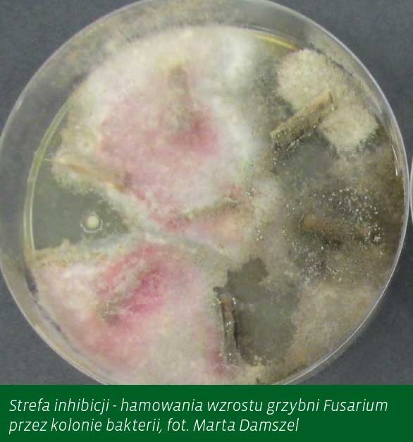 Strefa inhibicji - hamowania wzrostu grzybni Fusarium przez kolonie bakterii